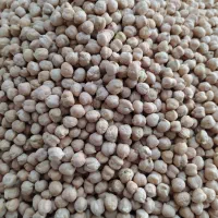 فروش نخود بذری