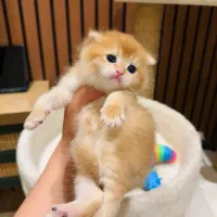 گربه بلو و طلایی و ...