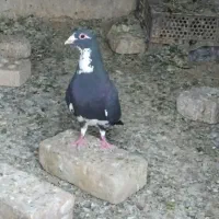 پلنگ سیاه و ساده سیاه