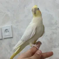 عروس هلندی نر