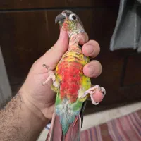 گرینچیک مولد دستی روی جوجه دبل رد یلوساید