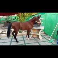 اسب اصیل عرب نریون