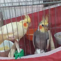 عروس هلندی با۴عددجوجه