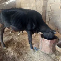 دو عدد گاو|حیوانات مزرعه|دهدشت, |دیوار