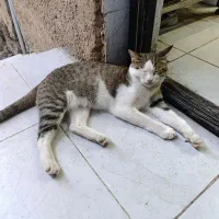 گربه بازیگوش|گربه|گرگان, |دیوار