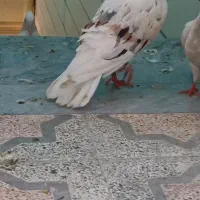 دوکت پلنگ