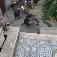 بوقلمون کاملا محلی ( خومالی)|حیوانات مزرعه|سردشت, |دیوار