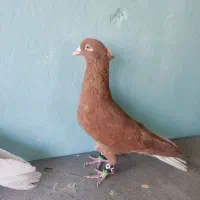 کبوتر رنگه|پرنده|تربت‌حیدریه, شهرک ولیعصر|دیوار