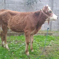 لیشه دورگ سیمینتال کله ماستی