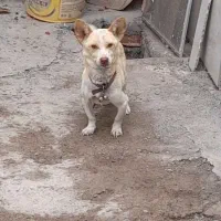 سگ پاکوتا ۲۰ ماهه نژاد دار