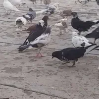 کبوتر گمشده