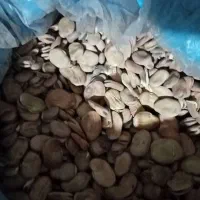 فروش بذر گندم و باقلا و سیر بذربرنج بهنام|عمده‌فروشی|کوهی‌خیل, |دیوار