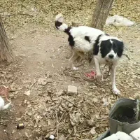 واگذاری سگ ماده نگهبان