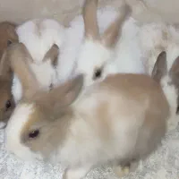 خرگوش|موش و خرگوش|فسا, |دیوار