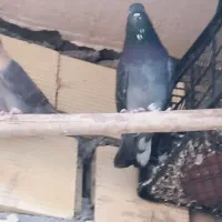 کبوتر|پرنده|زیباشهر, |دیوار