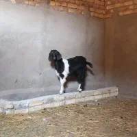 بزغاله ماده|حیوانات مزرعه|اسفرورین, |دیوار