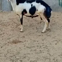 دوعدد بره قوچ پلنگی   پوست گاوی