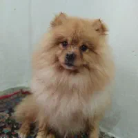 سگ پامر خرسی|سگ|خرم‌آباد, |دیوار