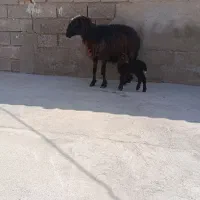 گوسفند مطفل