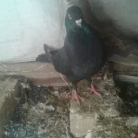 دوجفت کفترپرشی|پرنده|یزد, |دیوار