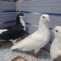 کبوتر|پرنده|نیشابور, فردوسی جنوبی|دیوار