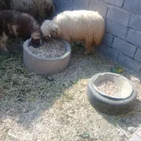 دوتا بره نر و ماده بزرگه ماده کوچیکه نر