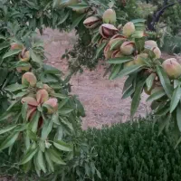 سلام باغ ویلایی نزدیک پل زمانخان|فروش زمین و ملک کلنگی|سامان, |دیوار