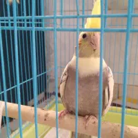 جوجه عروس هلندی