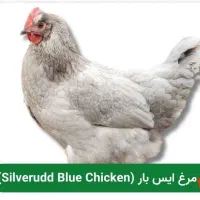 جوجه ۳ روزه ایس بار و استرالوپ