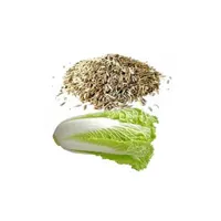 بذر کاهو برداشت امسال|گل و گیاه طبیعی|فسا, |دیوار