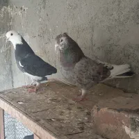 تعدادی کبوتر پرشی