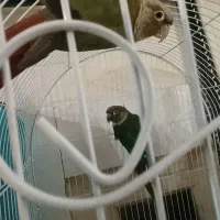 یک جفت گرینچیک|پرنده|قرچک, زیبا شهر|دیوار