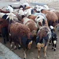 30عددگوسفند پلنگی