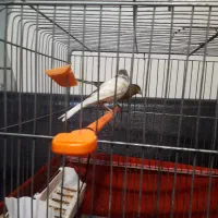 یک جفت قناری  آماده|پرنده|تهران, سازمان برنامه جنوبی|دیوار