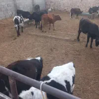 گوساله ماده محلی چاق|حیوانات مزرعه|شهریار, شهرک امیریه|دیوار