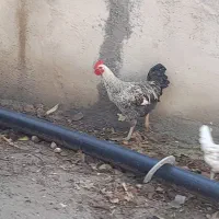 خروس محلی ( کُردی ).سالم وسرحال