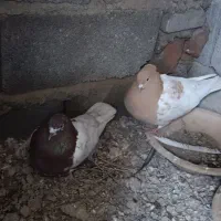 کبوتر کله ای