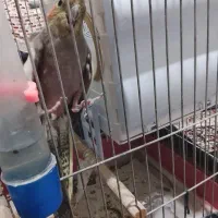 یک جفت عروس هلندی|پرنده|خلخال, |دیوار