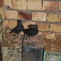 کفتر|پرنده|بیرجند, |دیوار