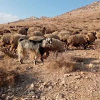 فروش چپش|حیوانات مزرعه|یاسوج, |دیوار