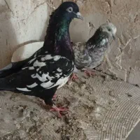 کبوتر رنگی ونک پر
