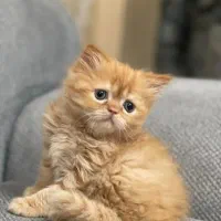 واگذاری توله پرشین