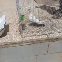 کفتر‌خال‌سیاه