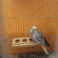 عروس هلندی ماده ( تخمگذار)