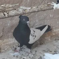 کفتر پلاس سینه ای سروردمسیاه قلمکار بوربوری دمسفید|پرنده|قم, رضویه|دیوار