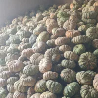 فروش کدو حلوایی انجیری تناژ نامحدود|عمدهفروشی|فراشبند, |دیوار