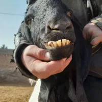 شاه بز پاکستانی خیلی درشت وخوشتیپ وهیکل