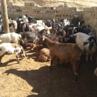 ۲۰راس کهره نرگله ای|حیوانات مزرعه|مرودشت, مجد آباد|دیوار