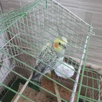 دو عدد عروس هلندی نر وماده دستی سالم تکی و جفت