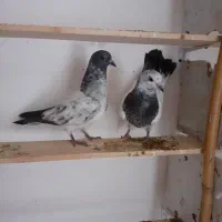 کبوتر پرشی جوجه و جوان نرو ماده